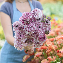 Person holding a bouquet of pink and white seti ranunculus flowers with a blurred floral background