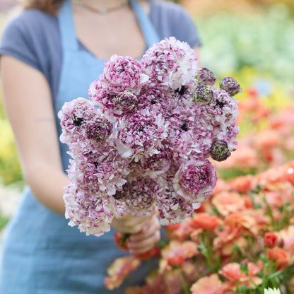 Person holding a bouquet of pink and white seti ranunculus flowers with a blurred floral background