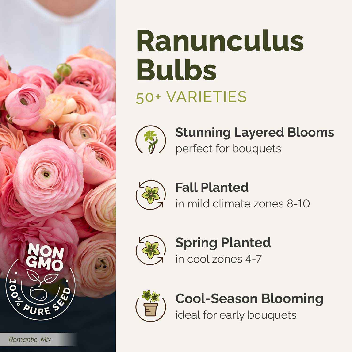 Graphic for Ranunculus Bulbs with pink flowers and product details on a white background.