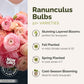 Graphic for Ranunculus Bulbs with pink flowers and product details on a white background.