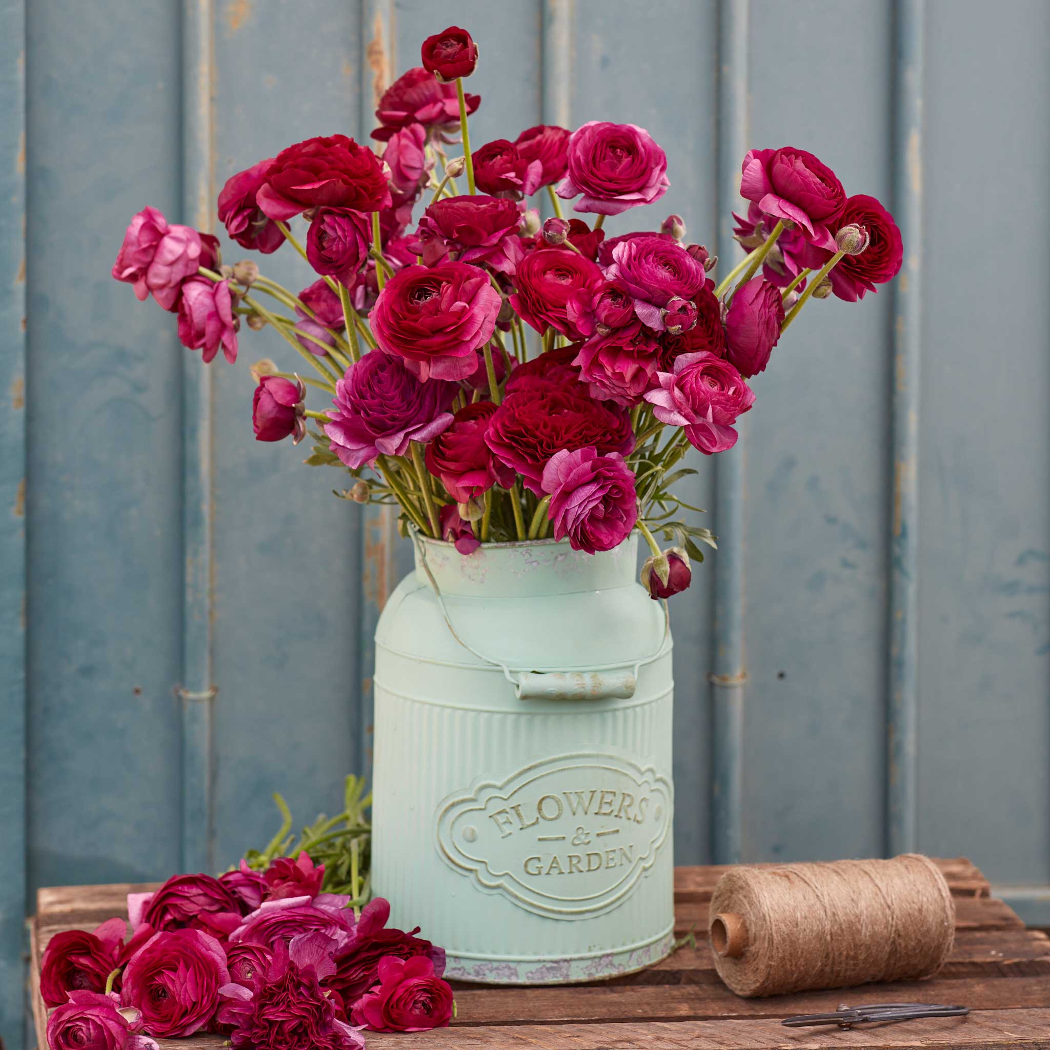 Vibrant purple ranunculus violet flowers in a pink pot on a neutral backdrop