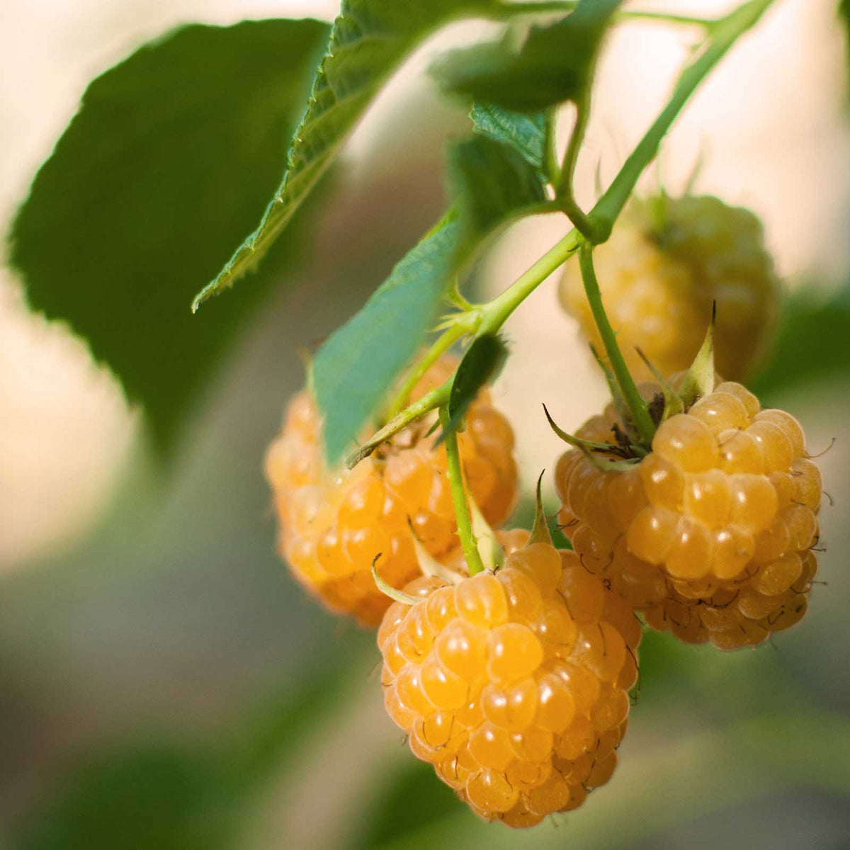 Raspberry anne berries growing on a plant in different stages of ripeness