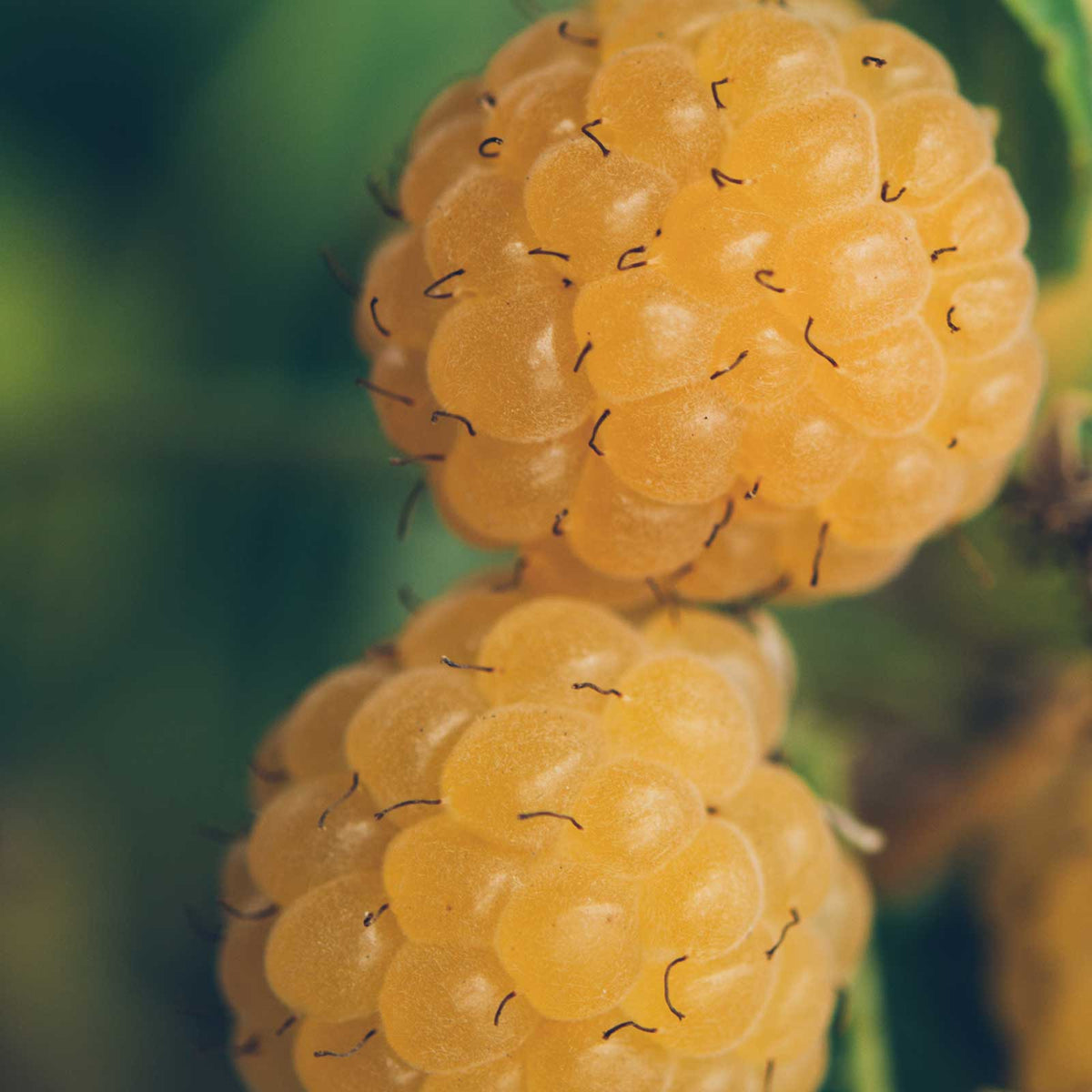 Raspberry anne berries growing on a plant in different stages of ripeness