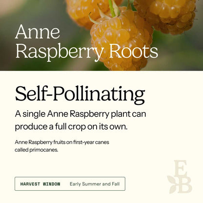 Graphic for raspberry roots explaining self pollination