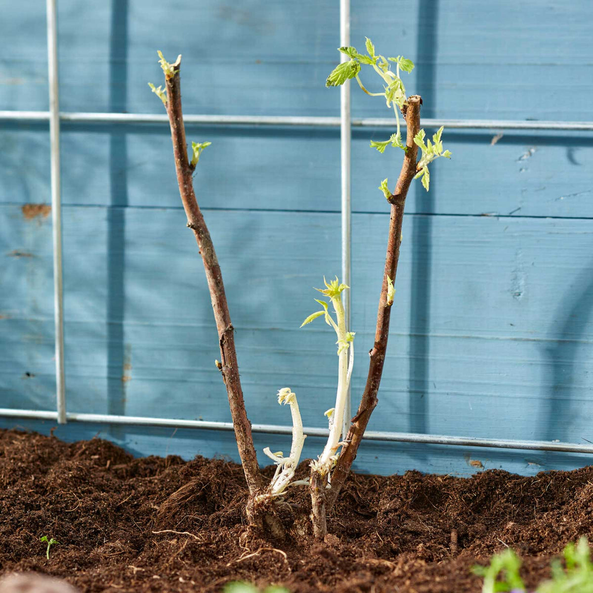 Freshly planted raspberry roots showing depth and what bare roots look like when newly planted