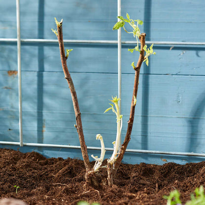 Freshly planted raspberry roots showing depth and what bare roots look like when newly planted