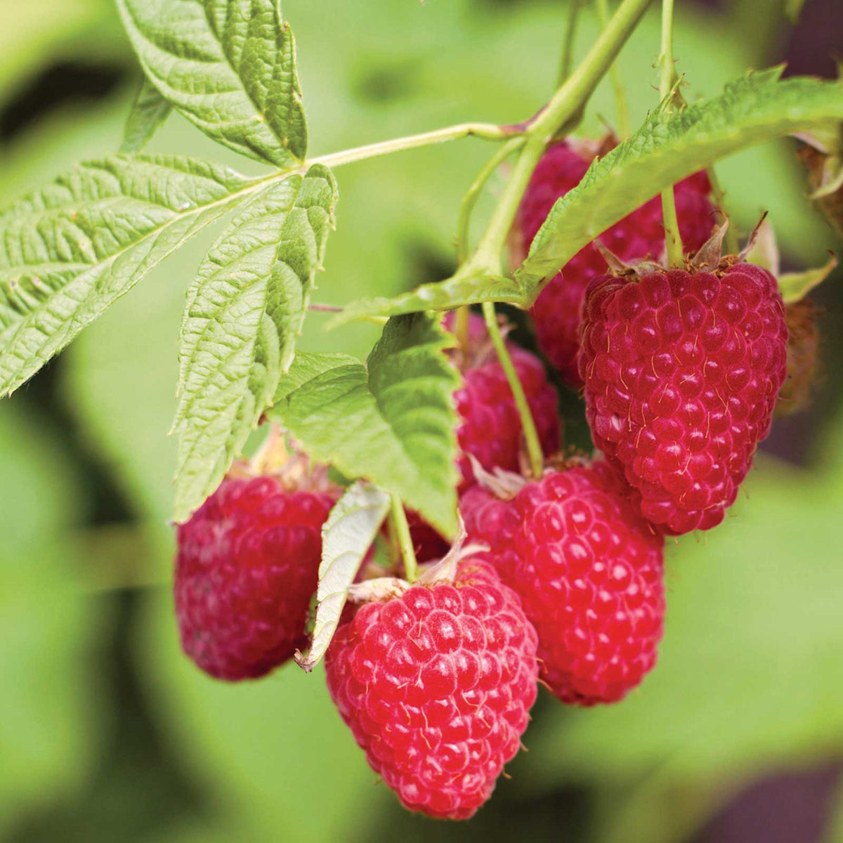 Raspberry heritage berries growing on a plant in different stages of ripeness