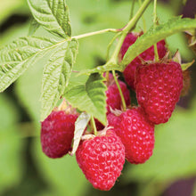 Raspberry heritage berries growing on a plant in different stages of ripeness