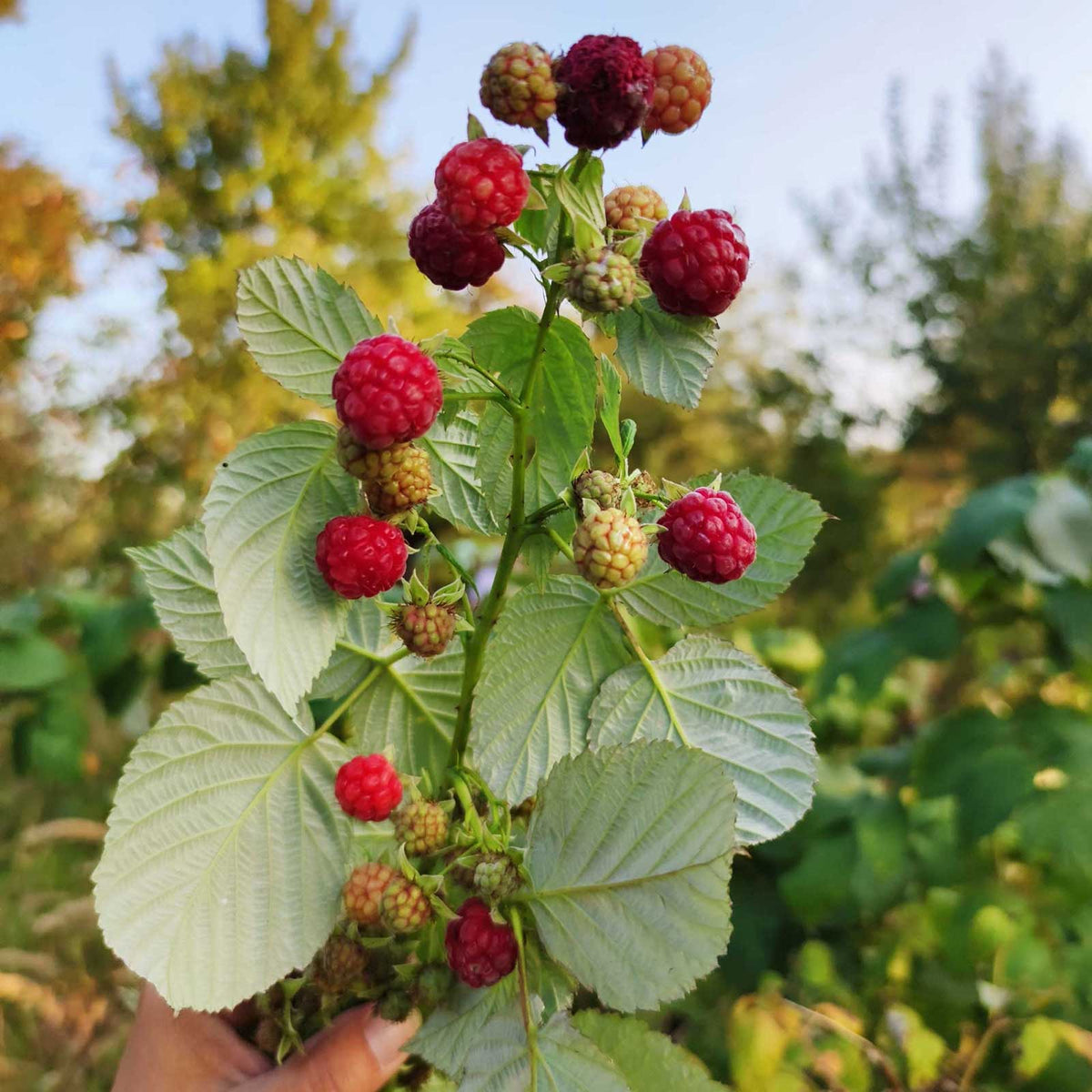 Raspberry heritage berries growing on a plant in different stages of ripeness