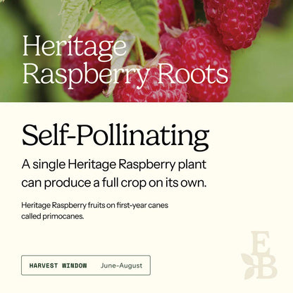 Graphic for raspberry roots explaining self pollination