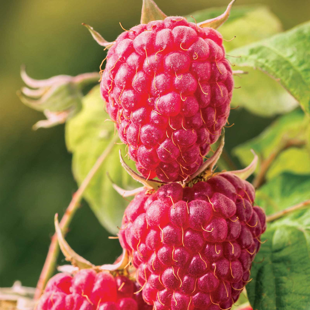 Raspberry latham berries growing on a plant in different stages of ripeness