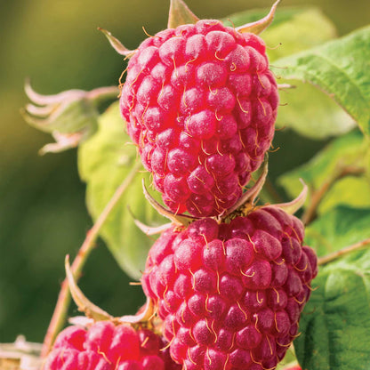 Raspberry latham berries growing on a plant in different stages of ripeness