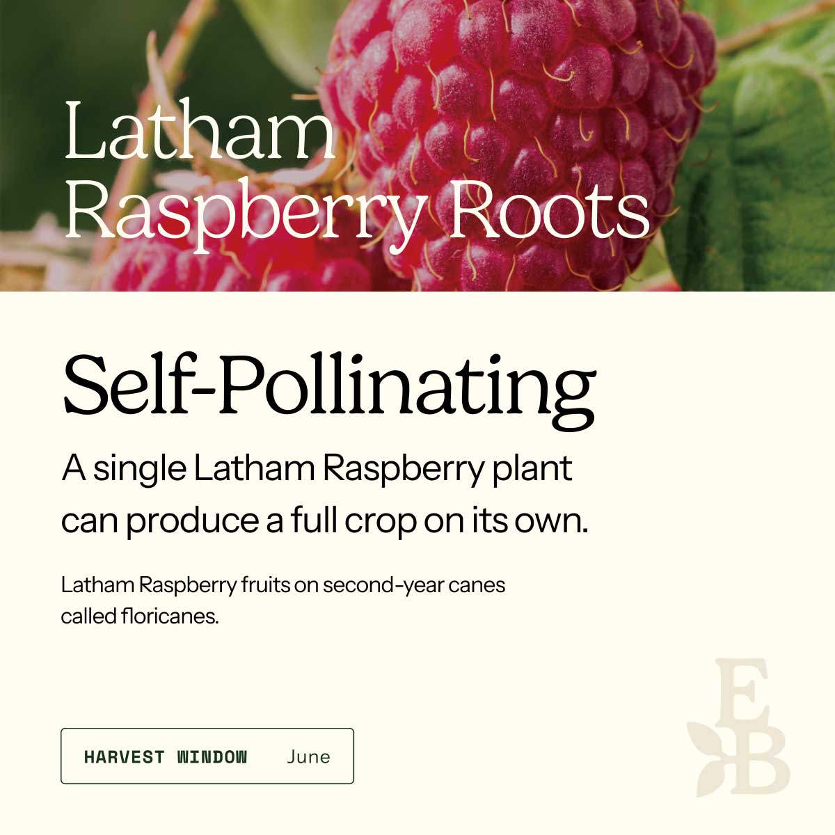 Graphic for raspberry roots explaining self pollination