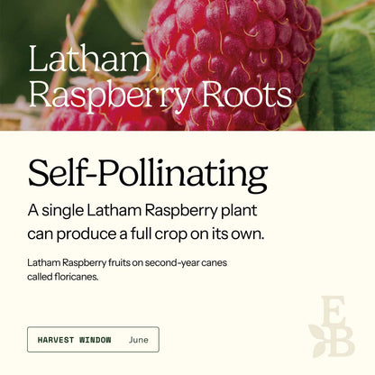 Graphic for raspberry roots explaining self pollination