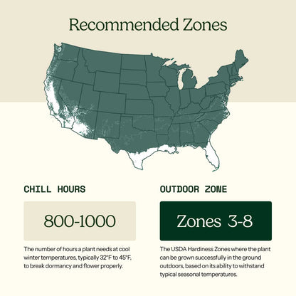 Graphic for Raspberry latham roots showing recommended growing zones and the chill hours and outdoor zone