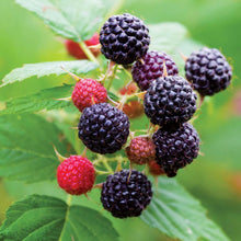 Raspberry jewel berries growing on a plant in different stages of ripeness