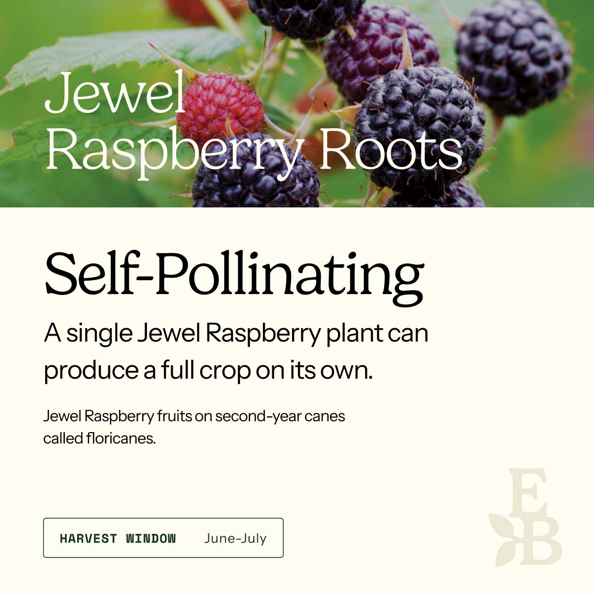 Graphic for raspberry roots explaining self pollination