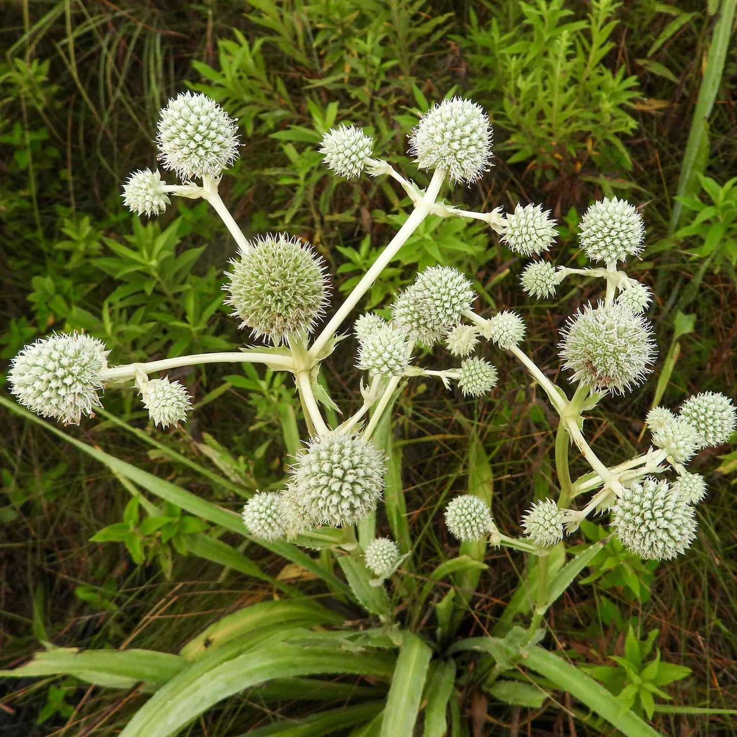 Spiky rattlesnake master plant with silvery-white globe flower heads and green leaves growing in a natural outdoor setting.