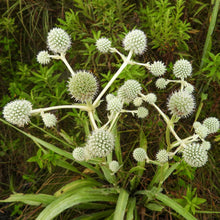Spiky rattlesnake master plant with silvery-white globe flower heads and green leaves growing in a natural outdoor setting.