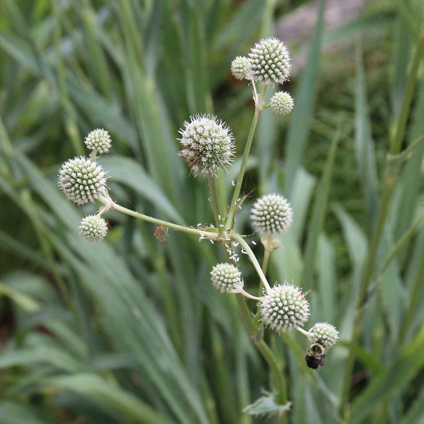 Spiky rattlesnake master plant with silvery-white globe flower heads and green leaves growing in a natural outdoor setting.