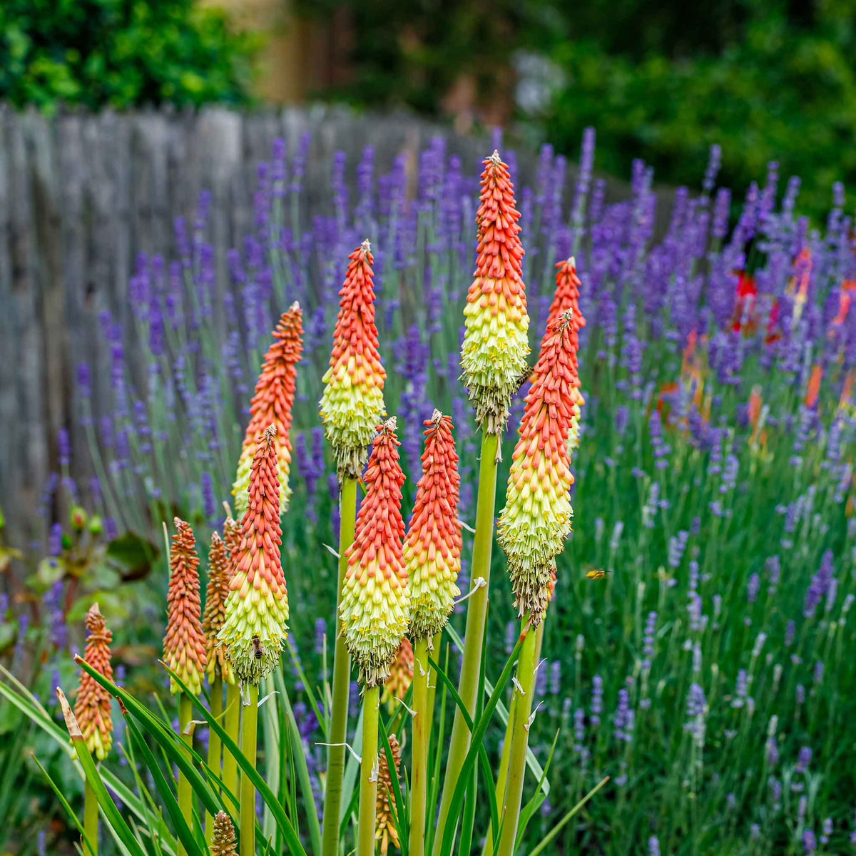 Red Hot Poker Roots - Alcazar | Spring Flower Bulbs | Eden Brothers
