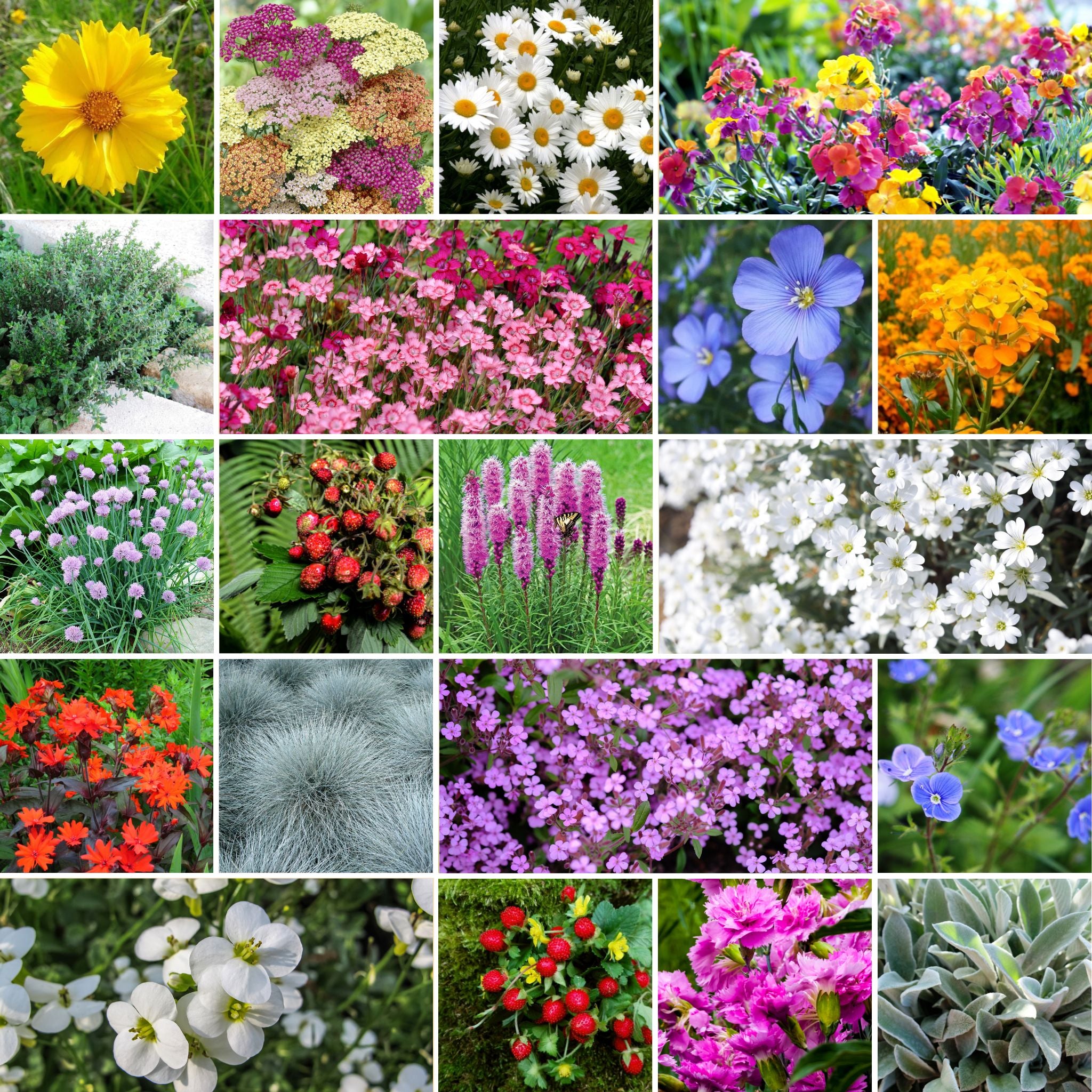 5+ Perennials For Rock Garden Rock Garden Perennial Wildflower Seed Mix – Eden Brothers