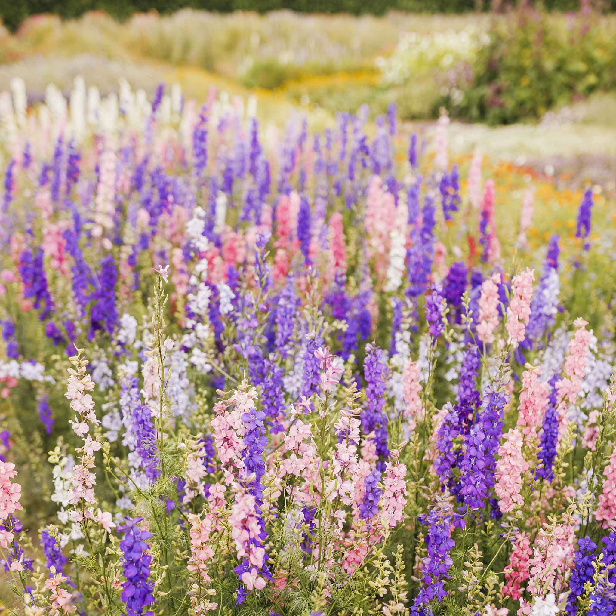 Field of colorful rocket larkspur flowers with a blurred background
