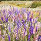 Field of colorful rocket larkspur flowers with a blurred background