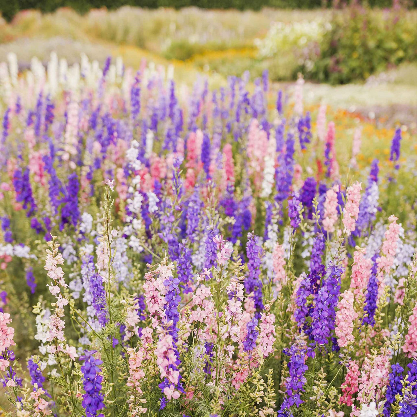 Field of colorful rocket larkspur flowers with a blurred background