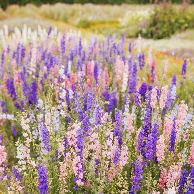 Field of colorful rocket larkspur flowers with a blurred background