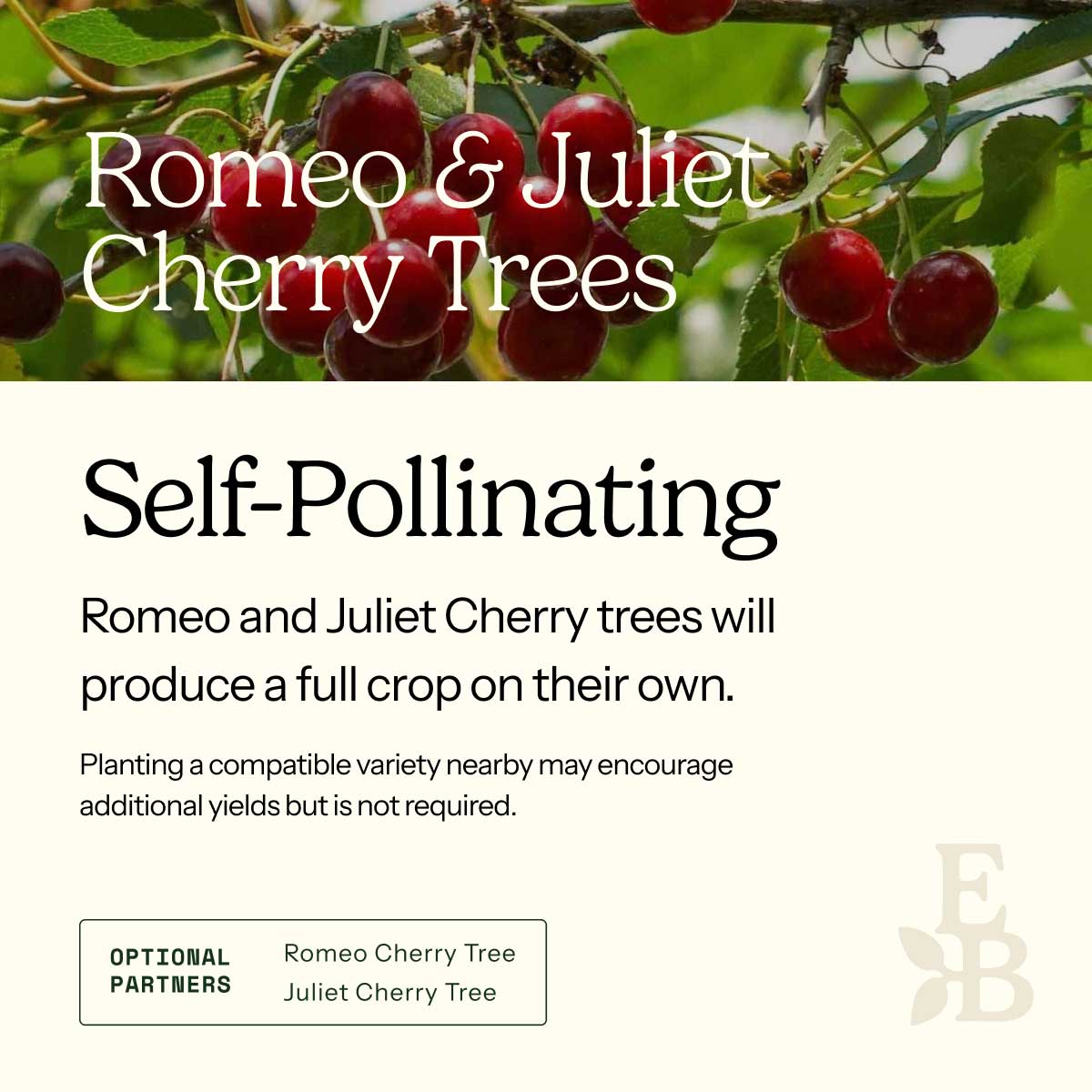 Informational graphic for a Romeo and Juliet Cherry Tree, featuring a top photo of cherries and text stating it is self-pollinating and produces a full crop on its own.