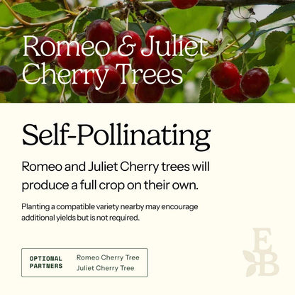 Informational graphic for a Romeo and Juliet Cherry Tree, featuring a top photo of cherries and text stating it is self-pollinating and produces a full crop on its own.