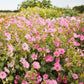 rose mallow loveliness
