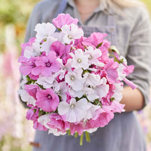 Pink and white Rose Mallow Mix flowers held in hand against a blurred background