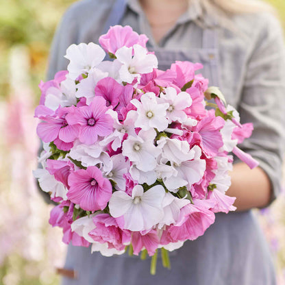 Pink and white Rose Mallow Mix flowers held in hand against a blurred background