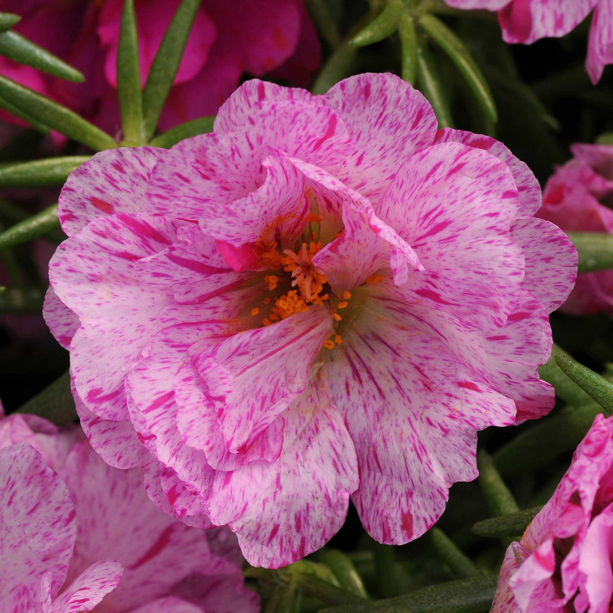 Moss Rose Seeds - Happy Hour Pink Passion Mix | Flower Seeds in Packets ...