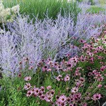 Russian sage blue spire with purple blooms among pink flowers and green foliage in a garden.