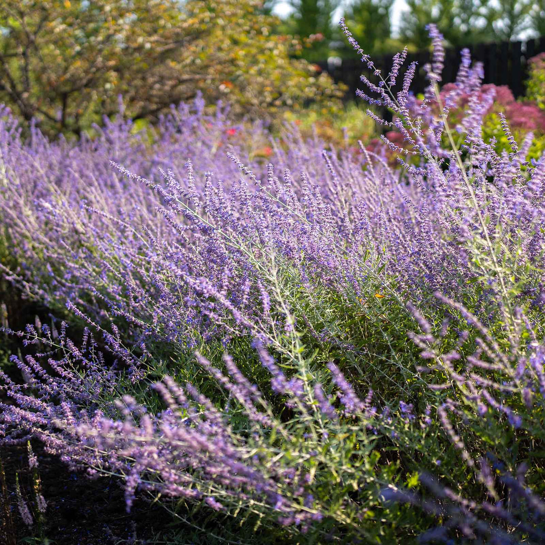 Salvia - Russian Sage Blue Spire | Spring Flower Bulbs | Eden Brothers