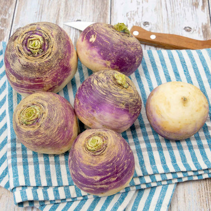 Freshly picked American Purple Top rutabaga, cleaned and ready for cooking.