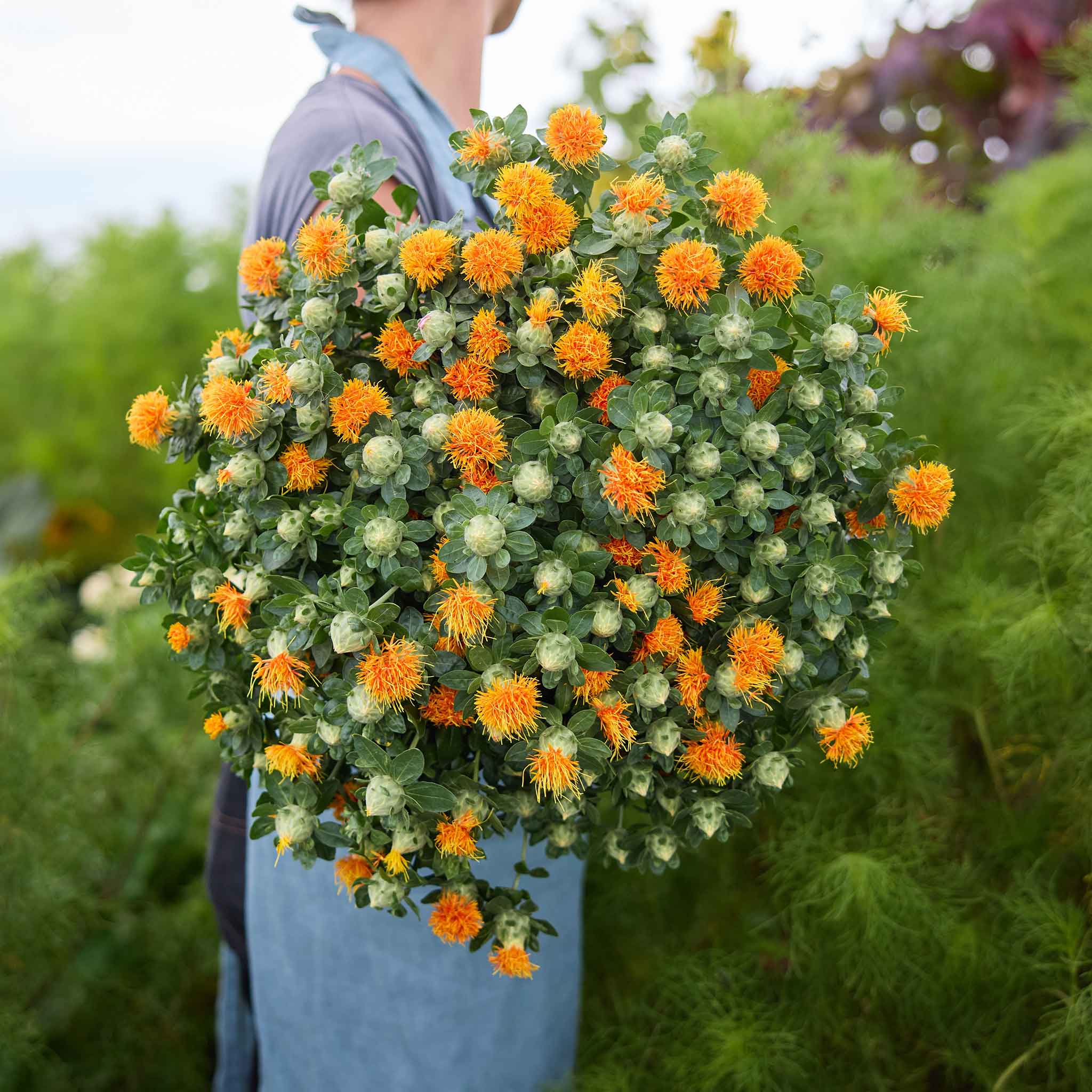 Person holding safflower corrales azafran with orange and green flowers in a garden setting