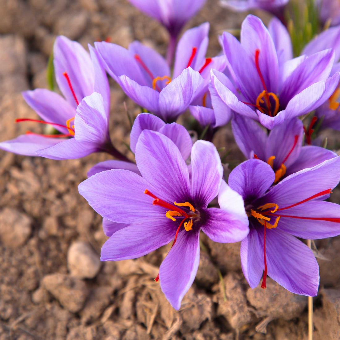 Crocus Bukbs Saffron Crocus Sativus Bulbs | Buy Crocus Bulbs in Bulk at Eden Brothers