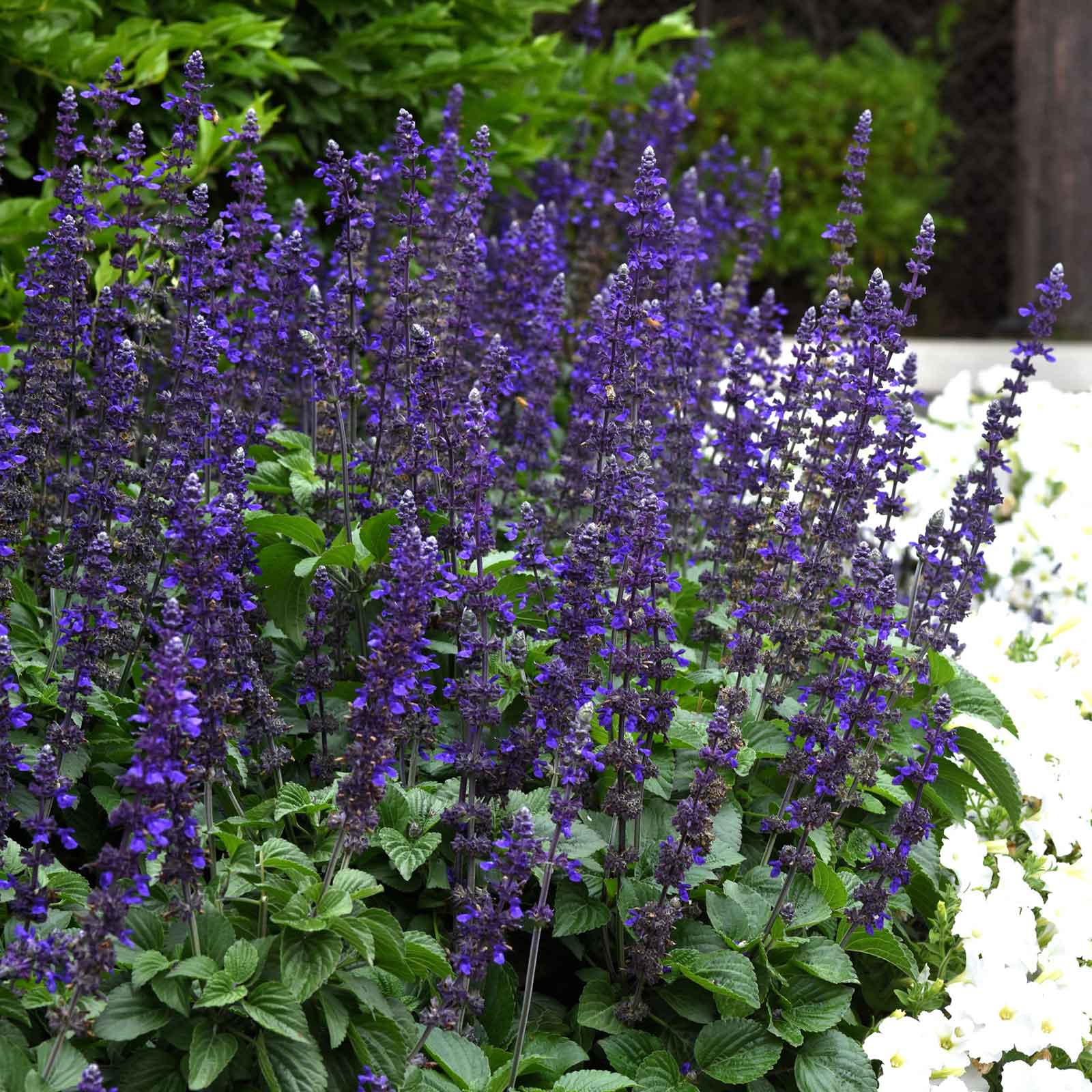 Sage Big Blue purple-blue flowers blooming in a lush green garden