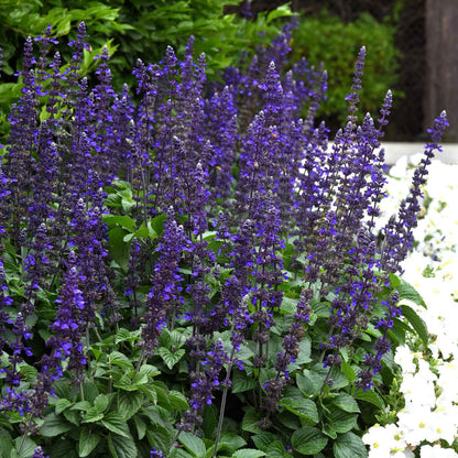 Sage Big Blue purple-blue flowers blooming in a lush green garden