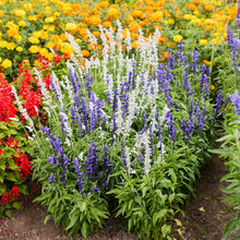 Blue and white sage mix growing in a garden setting with marigolds in the background