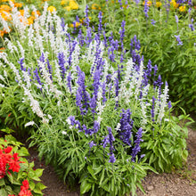 Blue and white sage mix growing in a garden setting with marigolds in the background