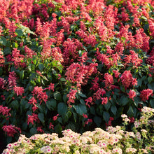 Estella Coral sage growing in a garden setting displaying red blooms and green leaves.