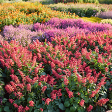Estella Coral sage growing in a garden setting displaying red blooms and green leaves.