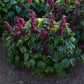 Bush with sage estella purple flowers and green leaves