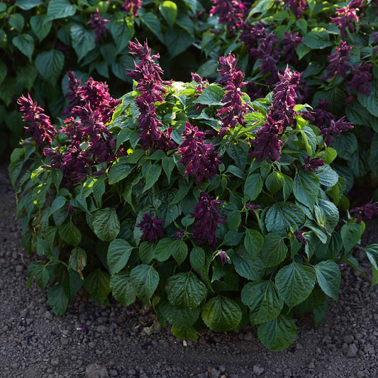 Bush with sage estella purple flowers and green leaves