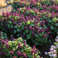 Row of purple flowering sage estella purple plants with green leaves in a garden setting.
